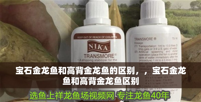 寶石金龍魚和高背金龍魚的區別，，寶石金龍魚和高背金龍魚區別