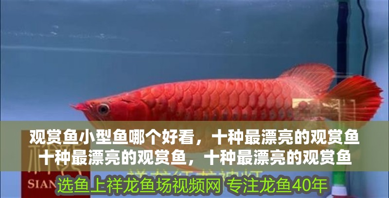 觀賞魚小型魚哪個好看，十種最漂亮的觀賞魚十種最漂亮的觀賞魚，十種最漂亮的觀賞魚