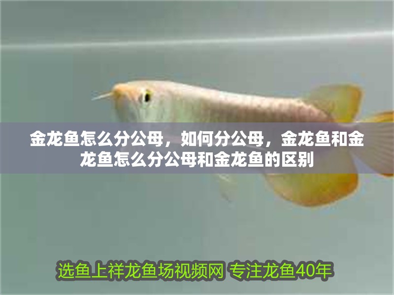 金龍魚(yú)怎么分公母，如何分公母，金龍魚(yú)和金龍魚(yú)怎么分公母和金龍魚(yú)的區(qū)別