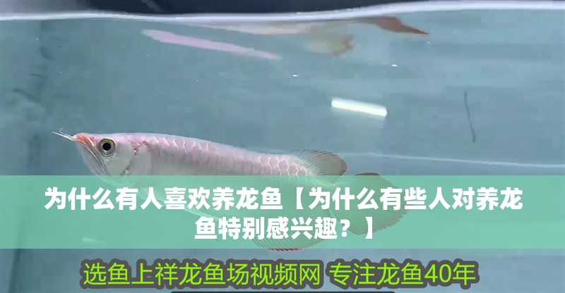 為什么有人喜歡養(yǎng)龍魚【為什么有些人對養(yǎng)龍魚特別感興趣？】