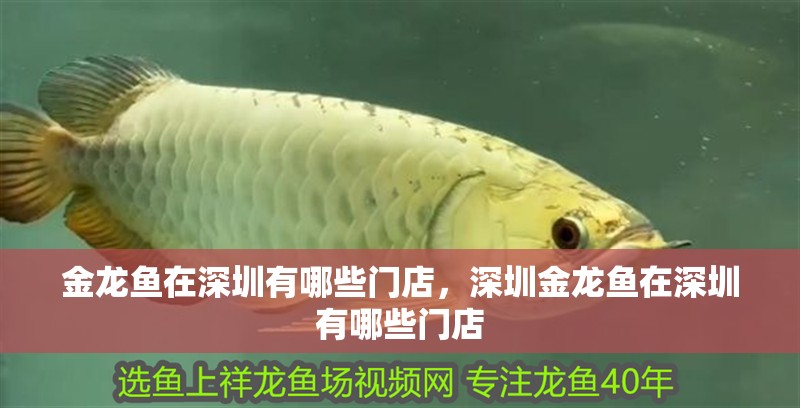 金龍魚在深圳有哪些門店，深圳金龍魚在深圳有哪些門店
