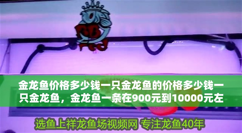 金龍魚價格多少錢一只金龍魚的價格多少錢一只金龍魚，金龍魚一條在900元到10000元左右，是普通鯉魚價格的數百倍或千倍