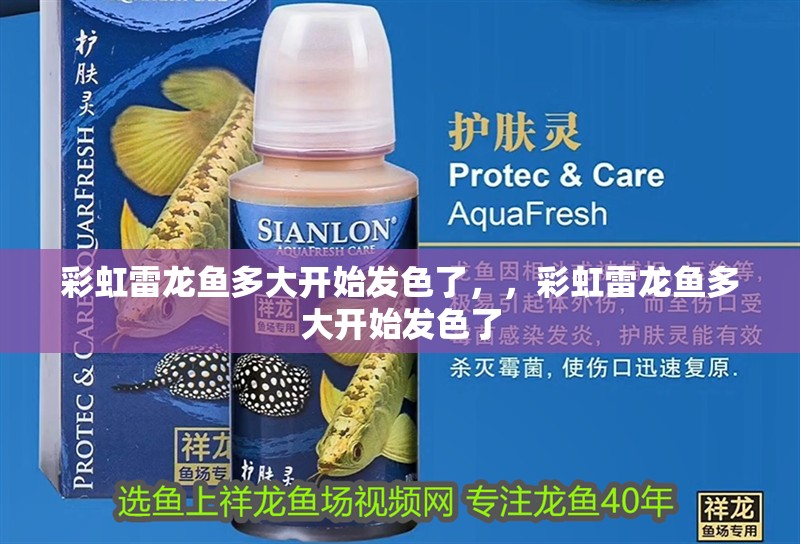 彩虹雷龍魚多大開始發色了，，彩虹雷龍魚多大開始發色了