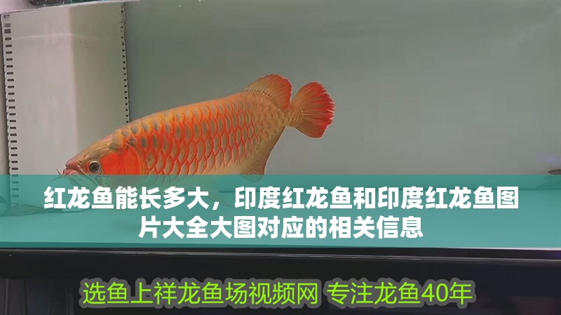 紅龍魚能長多大，印度紅龍魚和印度紅龍魚圖片大全大圖對應的相關信息