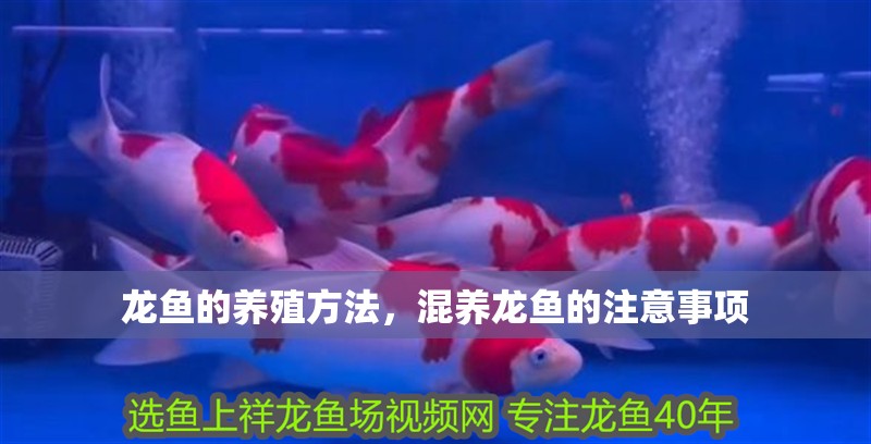 龍魚(yú)的養(yǎng)殖方法，混養(yǎng)龍魚(yú)的注意事項(xiàng)