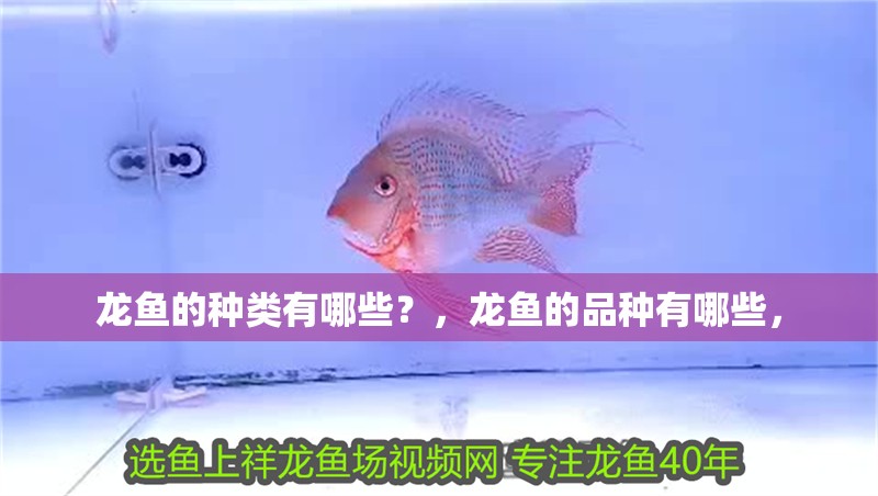 龍魚的種類有哪些？，龍魚的品種有哪些，