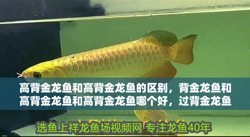 高背金龍魚和高背金龍魚的區(qū)別，背金龍魚和高背金龍魚和高背金龍魚哪個好，過背金龍魚的區(qū)別