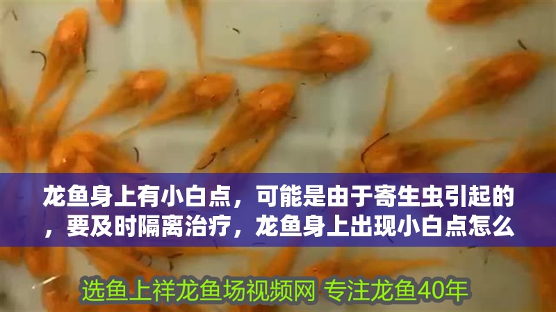 龍魚身上有小白點，可能是由于寄生蟲引起的，要及時隔離治療，龍魚身上出現小白點怎么辦？