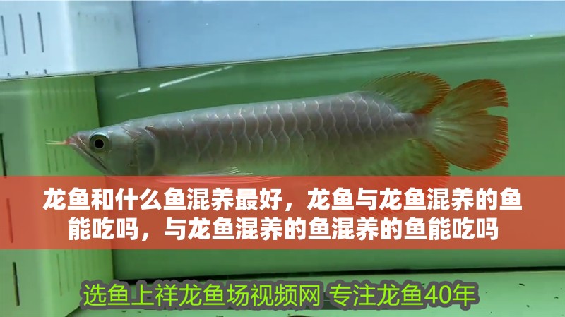 龍魚和什么魚混養最好，龍魚與龍魚混養的魚能吃嗎，與龍魚混養的魚混養的魚能吃嗎