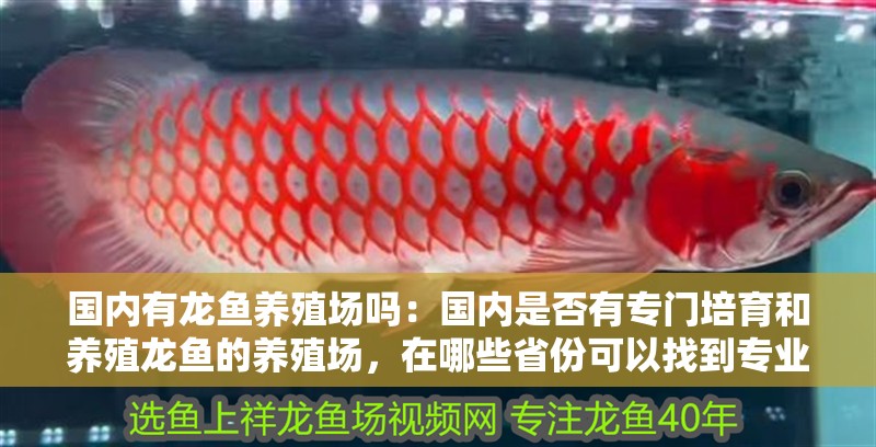 國內有龍魚養殖場嗎：國內是否有專門培育和養殖龍魚的養殖場，在哪些省份可以找到專業的龍魚養殖基地