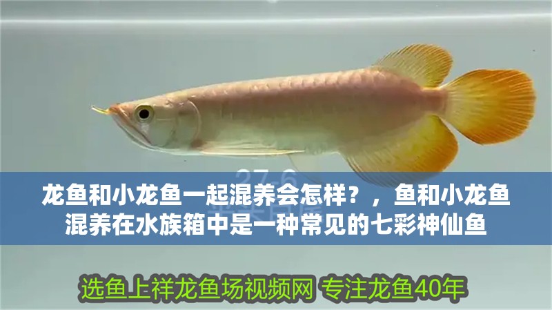 龍魚和小龍魚一起混養會怎樣？，魚和小龍魚混養在水族箱中是一種常見的七彩神仙魚