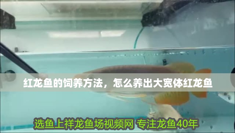 紅龍魚的飼養方法，怎么養出大寬體紅龍魚