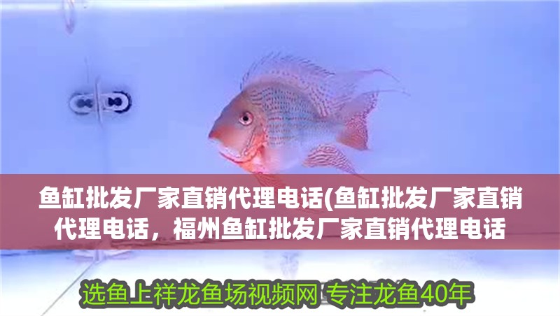 魚缸批發(fā)廠家直銷代理電話(魚缸批發(fā)廠家直銷代理電話，福州魚缸批發(fā)廠家直銷代理電話