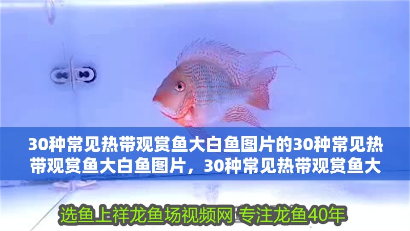30種常見熱帶觀賞魚大白魚圖片的30種常見熱帶觀賞魚大白魚圖片，30種常見熱帶觀賞魚大白魚