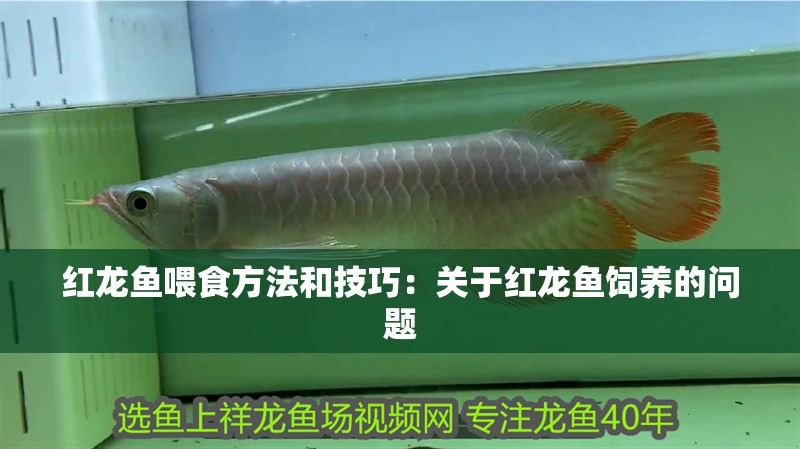 紅龍魚喂食方法和技巧：關于紅龍魚飼養的問題