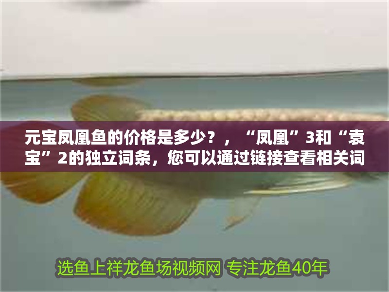 元寶鳳凰魚的價格是多少？，“鳳凰”3和“袁寶”2的獨立詞條，您可以通過鏈接查看相關(guān)詞條