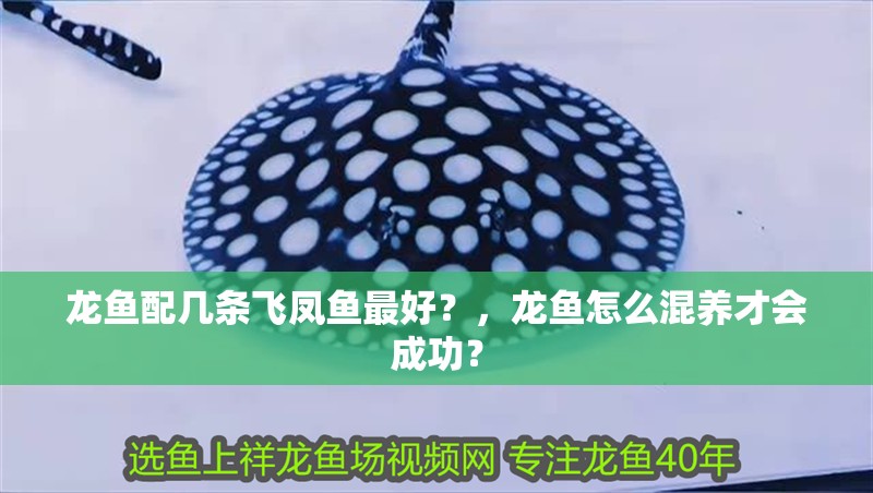 龍魚配幾條飛鳳魚最好？，龍魚怎么混養(yǎng)才會成功？