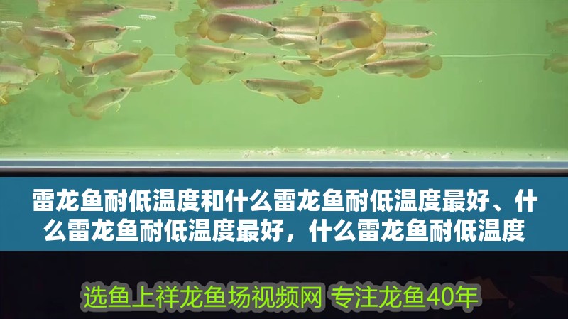 雷龍魚耐低溫度和什么雷龍魚耐低溫度最好、什么雷龍魚耐低溫度最好，什么雷龍魚耐低溫度