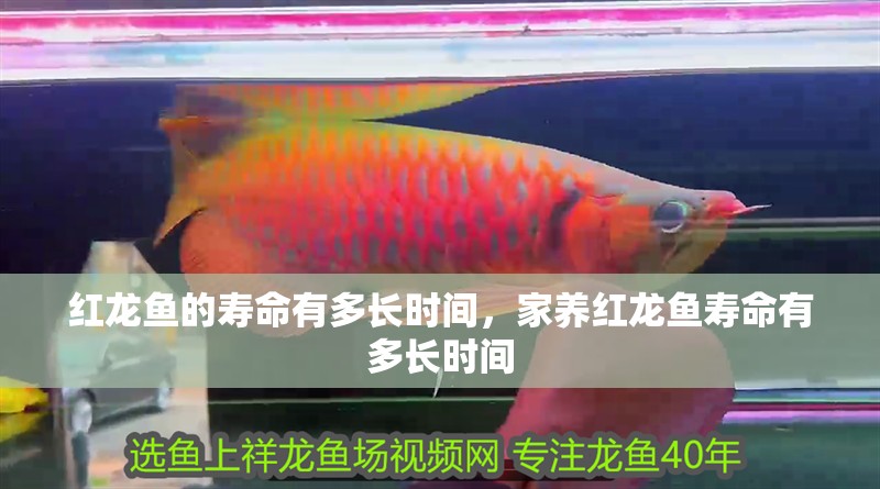 紅龍魚的壽命有多長時間，家養紅龍魚壽命有多長時間