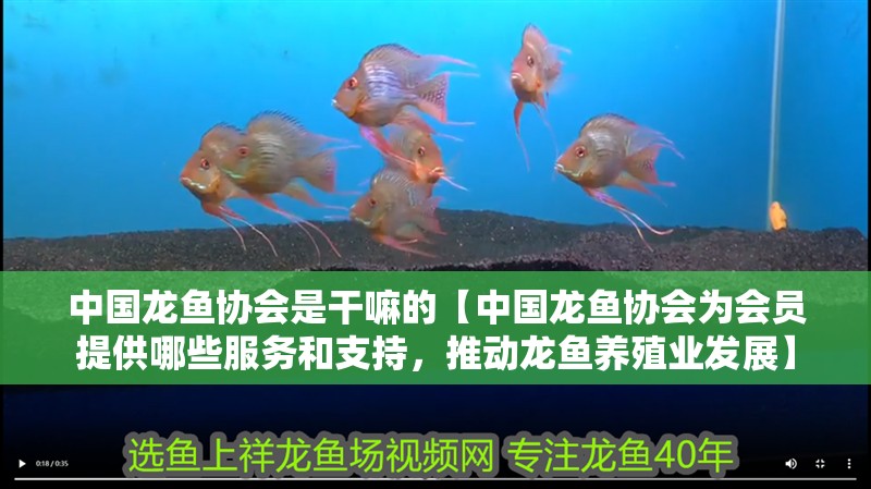 中國龍魚協(xié)會是干嘛的【中國龍魚協(xié)會為會員提供哪些服務和支持，推動龍魚養(yǎng)殖業(yè)發(fā)展】