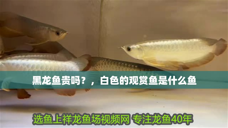 黑龍魚貴嗎？，白色的觀賞魚是什么魚