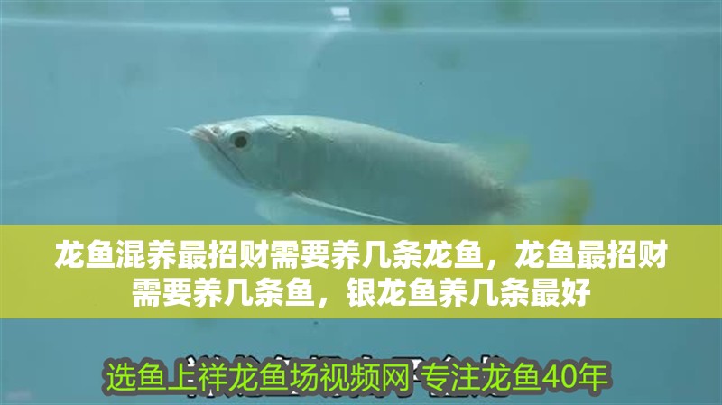 龍魚混養最招財需要養幾條龍魚，龍魚最招財需要養幾條魚，銀龍魚養幾條最好