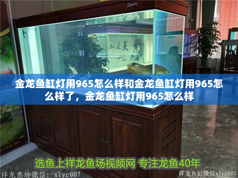金龍魚(yú)缸燈用965怎么樣和金龍魚(yú)缸燈用965怎么樣了，金龍魚(yú)缸燈用965怎么樣
