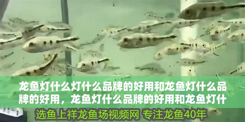 龍魚燈什么燈什么品牌的好用和龍魚燈什么品牌的好用，龍魚燈什么品牌的好用和龍魚燈什么品牌的好用和龍魚燈推薦
