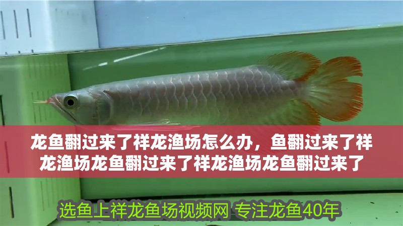 龍魚翻過來了祥龍漁場怎么辦，魚翻過來了祥龍漁場龍魚翻過來了祥龍漁場龍魚翻過來了