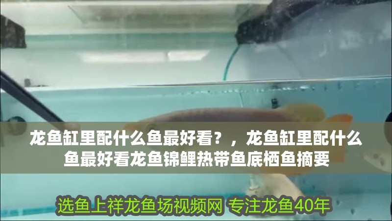 龍魚缸里配什么魚最好看？，龍魚缸里配什么魚最好看龍魚錦鯉熱帶魚底棲魚摘要