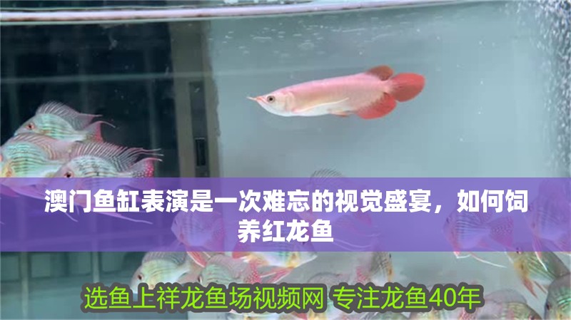 澳門魚缸表演是一次難忘的視覺盛宴，如何飼養紅龍魚