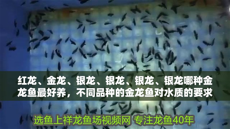 紅龍、金龍、銀龍、銀龍、銀龍、銀龍哪種金龍魚最好養，不同品種的金龍魚對水質的要求也有所不同
