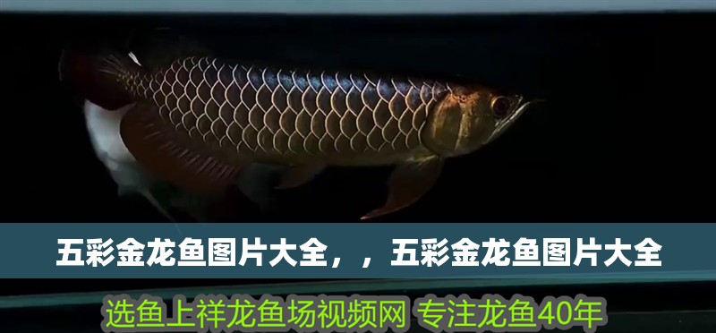五彩金龍魚圖片大全，，五彩金龍魚圖片大全