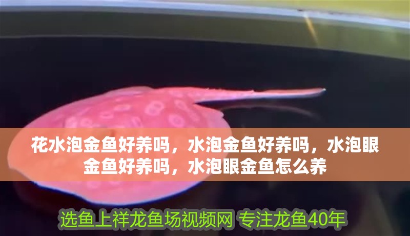 花水泡金魚好養嗎，水泡金魚好養嗎，水泡眼金魚好養嗎，水泡眼金魚怎么養