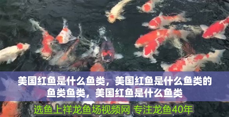 美國紅魚是什么魚類，美國紅魚是什么魚類的魚類魚類，美國紅魚是什么魚類