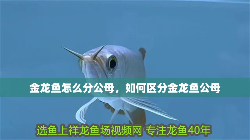 金龍魚怎么分公母，如何區(qū)分金龍魚公母