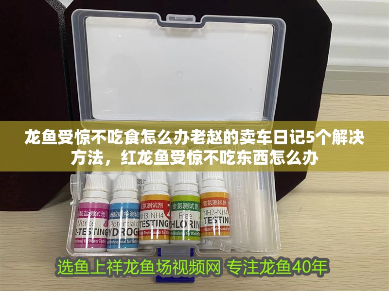 龍魚受驚不吃食怎么辦老趙的賣車日記5個解決方法，紅龍魚受驚不吃東西怎么辦