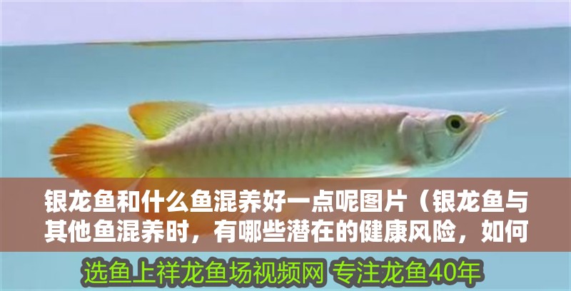 銀龍魚和什么魚混養(yǎng)好一點(diǎn)呢圖片（銀龍魚與其他魚混養(yǎng)時，有哪些潛在的健康風(fēng)險，如何避免競爭）