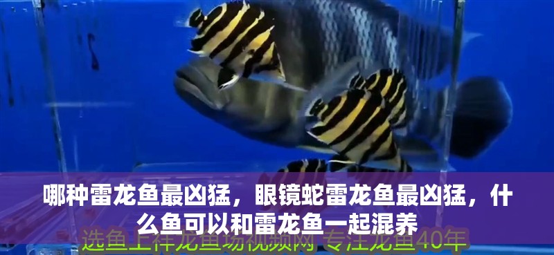 哪種雷龍魚最兇猛，眼鏡蛇雷龍魚最兇猛，什么魚可以和雷龍魚一起混養