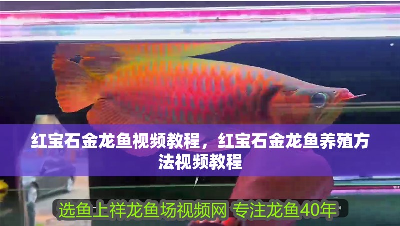 紅寶石金龍魚視頻教程，紅寶石金龍魚養殖方法視頻教程