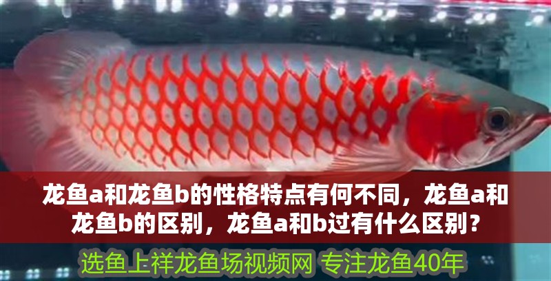 龍魚a和龍魚b的性格特點(diǎn)有何不同，龍魚a和龍魚b的區(qū)別，龍魚a和b過有什么區(qū)別？