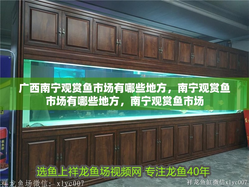 廣西南寧觀賞魚市場有哪些地方，南寧觀賞魚市場有哪些地方，南寧觀賞魚市場