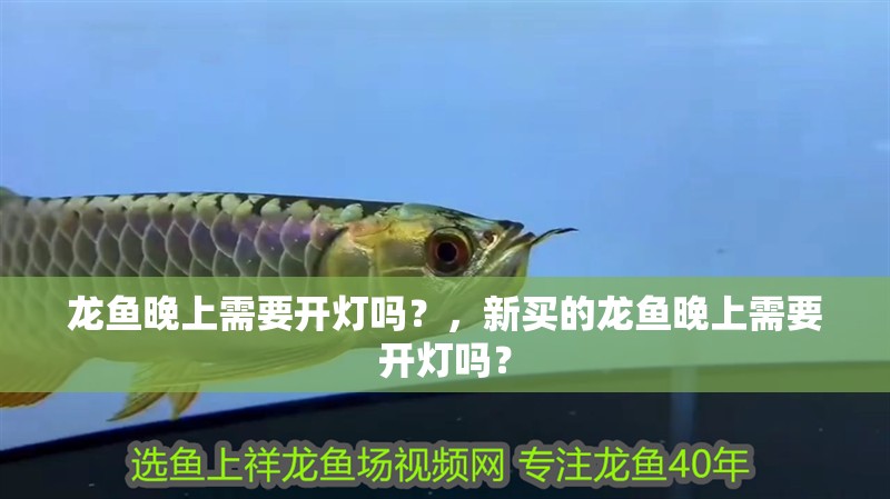 龍魚晚上需要開燈嗎？，新買的龍魚晚上需要開燈嗎？