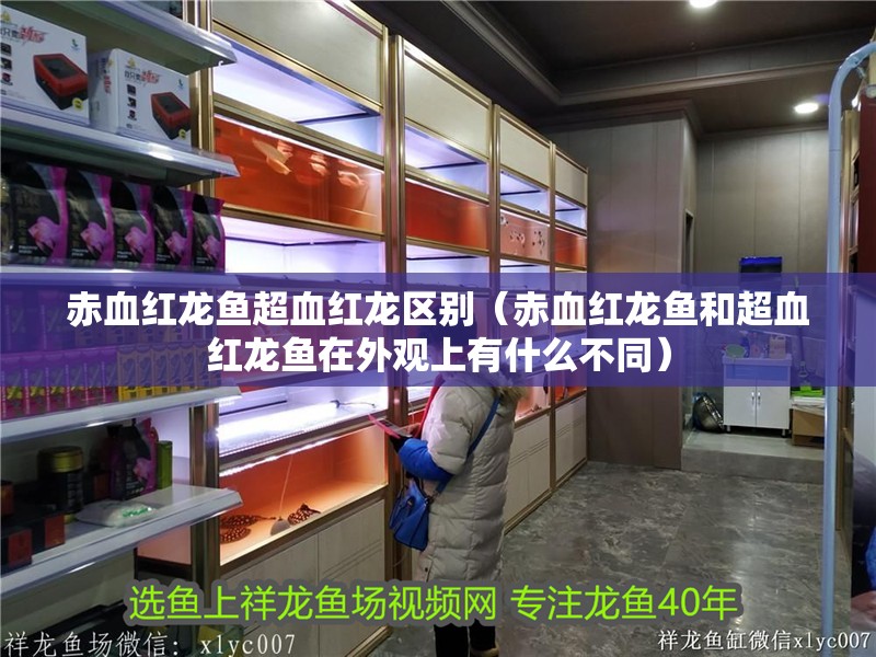 赤血紅龍魚超血紅龍區別（赤血紅龍魚和超血紅龍魚在外觀上有什么不同）