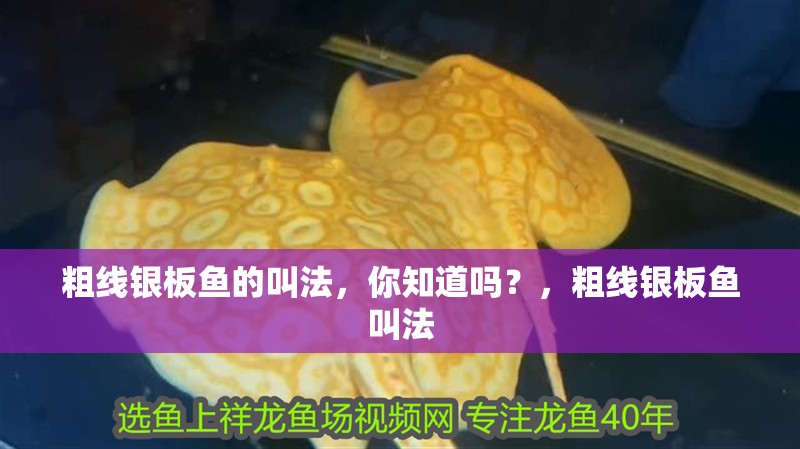粗線銀板魚的叫法，你知道嗎？，粗線銀板魚叫法