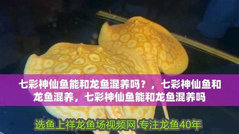 七彩神仙魚能和龍魚混養嗎？，七彩神仙魚和龍魚混養，七彩神仙魚能和龍魚混養嗎