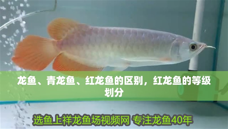 龍魚、青龍魚、紅龍魚的區(qū)別，紅龍魚的等級(jí)劃分
