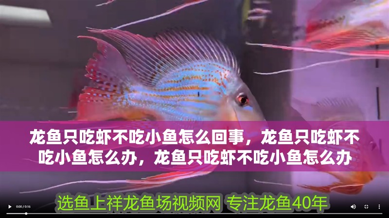 龍魚只吃蝦不吃小魚怎么回事，龍魚只吃蝦不吃小魚怎么辦，龍魚只吃蝦不吃小魚怎么辦