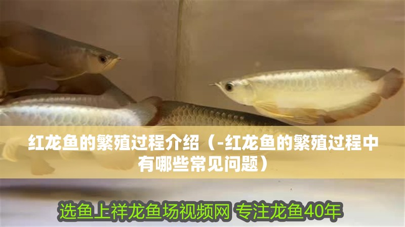 紅龍魚的繁殖過程介紹（-紅龍魚的繁殖過程中有哪些常見問題）