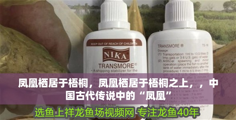 鳳凰棲居于梧桐，鳳凰棲居于梧桐之上，，中國古代傳說中的“鳳凰”